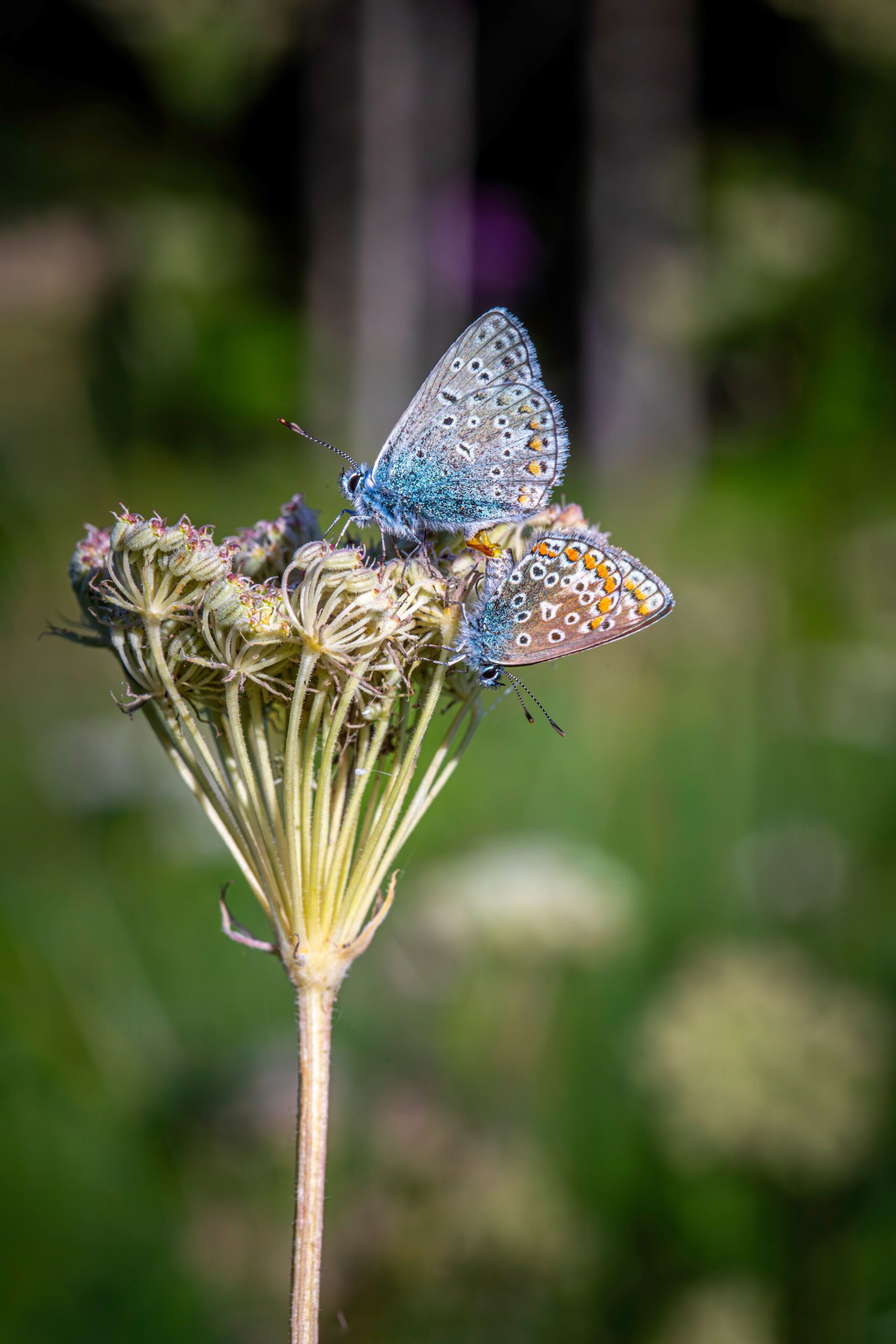 Vibrant macro shot of Common Blue butterflies pollinating wildflower in sunlit garden.